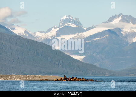 Steller Sea Lions hauled out on Lincoln Island in Southeast Alaska. Stock Photo