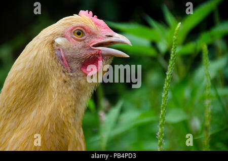 A Buff Orpington chicken in profile with her mouth open "talking" in the summer grass, Maine Stock Photo