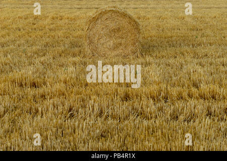 Hay balls on a field Stock Photo