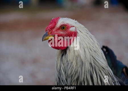 Silver Laced Wyandotte rooster, cockerel, in yard close up, Maine Stock Photo
