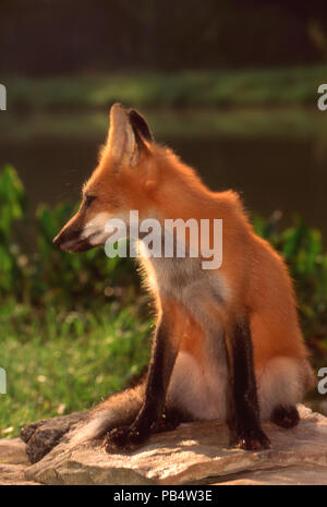 Young red fox sitting beside lake on rock in afternoon light, Missouri, USA Stock Photo