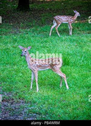 Twin deer fawns come out of the woods to feed on grass in a backyard in North Central Florida. Stock Photo