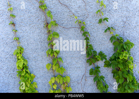 Green vines climbing up a blue stucco wall Stock Photo