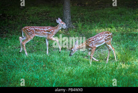 Twin deer fawns come out of the woods to feed on grass in a backyard in North Central Florida. Stock Photo