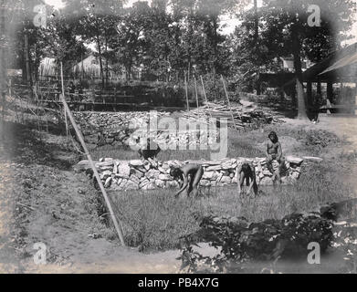 Igorrotes in their rice fields on the Philippine Reservation in the ...