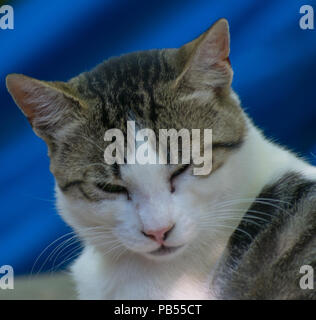 A pretty cat taking a quick snooze sitting on a picnic table outside Stock Photo