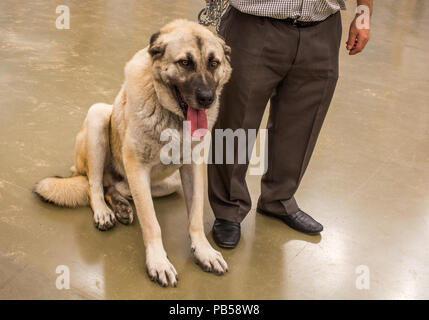 Turkish breed shepherd dog Kangal as livestock guarding dog Stock Photo