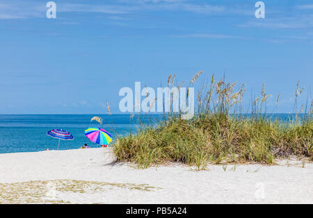 Sea Oats on a sand dune against a clear blue sky on a beach on the Gulf  of Mexico in Venice Florida Stock Photo
