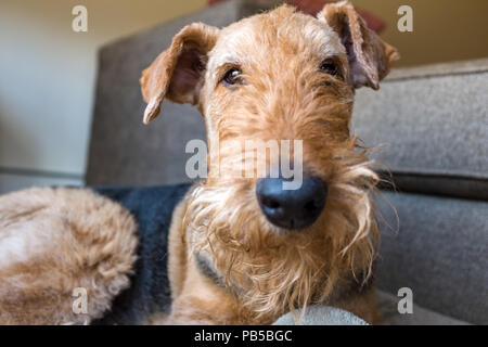Airedale Terrier close-up Stock Photo