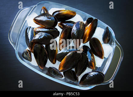 Very tasty and fresh mussels on ice cubes. Stock Photo