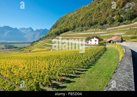 Switzerland, Vaud, Yvorne, Clos du Rocher, vignoble, Weinberg, vineyard    *** Local Caption ***  Switzerland, Vaud, Yvorne, Clos du Rocher, vignoble, Stock Photo