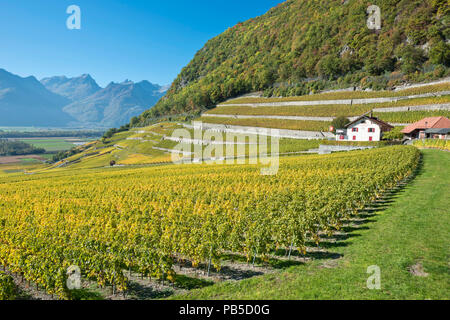 Switzerland, Vaud, Yvorne, Clos du Rocher, vignoble, Weinberg, vineyard    *** Local Caption ***  Switzerland, Vaud, Yvorne, Clos du Rocher, vignoble, Stock Photo