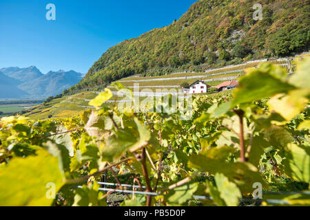 Switzerland, Vaud, Yvorne, Clos du Rocher, vignoble, Weinberg, vineyard    *** Local Caption ***  Switzerland, Vaud, Yvorne, Clos du Rocher, vignoble, Stock Photo