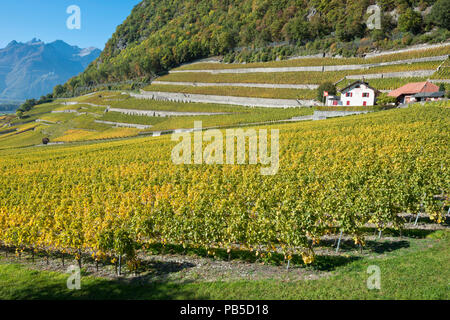 Switzerland, Vaud, Yvorne, Clos du Rocher, vignoble, Weinberg, vineyard    *** Local Caption ***  Switzerland, Vaud, Yvorne, Clos du Rocher, vignoble, Stock Photo