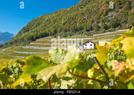 Switzerland, Vaud, Yvorne, Clos du Rocher, vignoble, Weinberg, vineyard    *** Local Caption ***  Switzerland, Vaud, Yvorne, Clos du Rocher, vignoble, Stock Photo