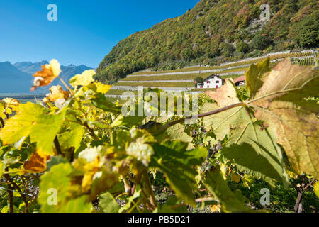 Switzerland, Vaud, Yvorne, Clos du Rocher, vignoble, Weinberg, vineyard    *** Local Caption ***  Switzerland, Vaud, Yvorne, Clos du Rocher, vignoble, Stock Photo