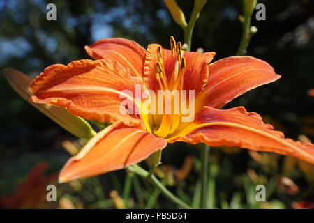 close up of and orange lily, Calgary Zoo, Calgary, Alberta, Canada Stock Photo