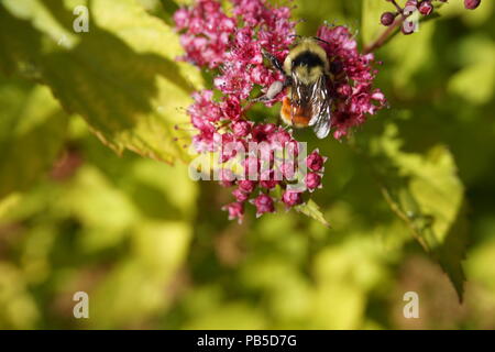 Honey Bee on pink wild flowers, Calgary Zoo, Calgary, Alberta, Canada Stock Photo