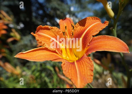 Close up of an orange lily, Calgary Zoo, Calgary, Alberta, Canada Stock Photo