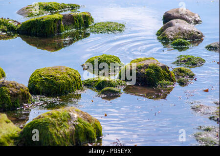 Rock Pools Covered in Seaweed Left by the Outgoing Tide at Robin Hoods Bay near Whitby North Yorkshire Stock Photo