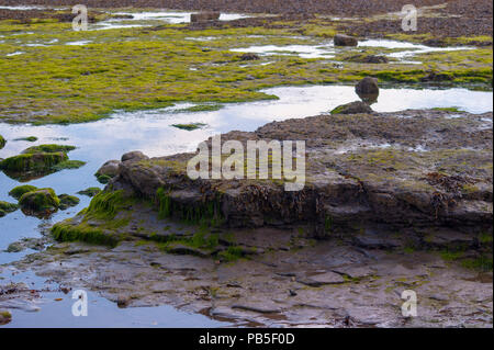 Rock Pools Covered in Seaweed Left by the Outgoing Tide at Robin Hoods Bay near Whitby North Yorkshire Stock Photo