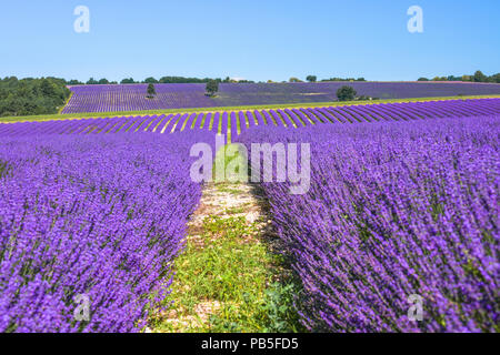 lavender field on several hills, Provence, France, mountain top of Mont-Ventoux at the horizon Stock Photo