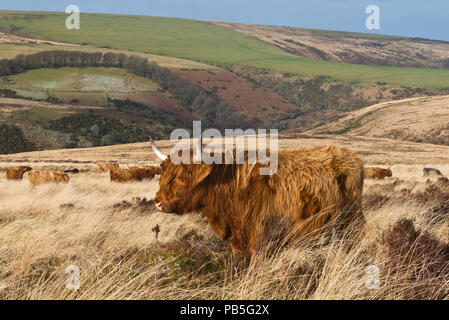 A wintertime view of Highland Cattle roaming free on Honeycombe Hill near Dunkery Beacon in the heart of the Exmoor National Park in Somerset Stock Photo