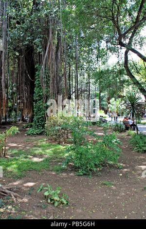 Aerial roots hanging from a giant tree in the Jardin de la Compagnie in Port Louis, Mauritius Stock Photo