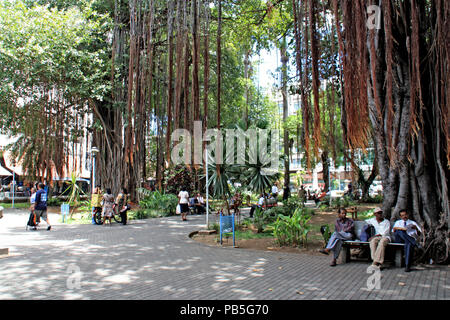 Aerial roots hanging from a giant tree in the Jardin de la Compagnie in Port Louis, Mauritius Stock Photo