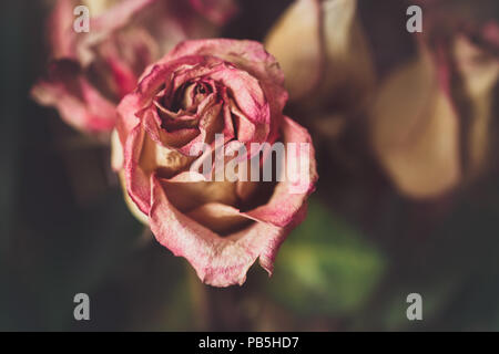 Closeup macro of beautiful tender withered old pink yellow red roses flowers on faded blurry background toned with filters in retro vintage style with