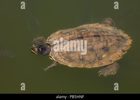 northern map turtle (Graptemys geographica), or common map turtle, Maryland, state endangered species Stock Photo