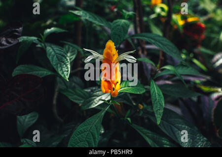 Closeup macro of  beautiful yellow pachystachys lutea golden shrimp flower with dark green leaves in garden greenhouse indoors. Natural textured back Stock Photo