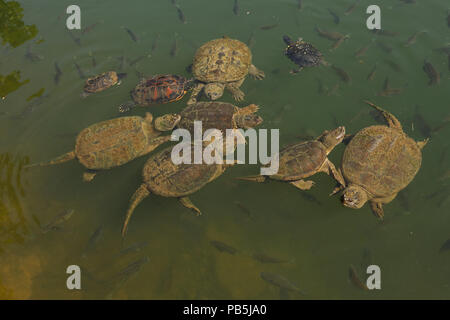 snapping turtles, Chelydra serpentina, red-eared sliders and river ...