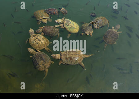 snapping turtles, Chelydra serpentina,  painted turtle, red-eared sliders and river cooter and Bluegills, Lepomis macrochirus, Maryland Stock Photo