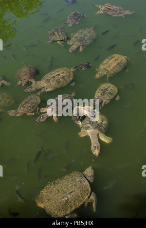 snapping turtles, Chelydra serpentina, including mating pair, painted turtle (and Bluegills, Lepomis macrochirus), Maryland Stock Photo