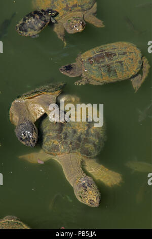 snapping turtles, Chelydra serpentina, mating,  painted turtle (Chrysemys picta) attempting to eat algae off snapper's shell in background, and Bluegi Stock Photo