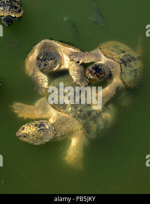 Two large snapping turtles in water Stock Photo - Alamy