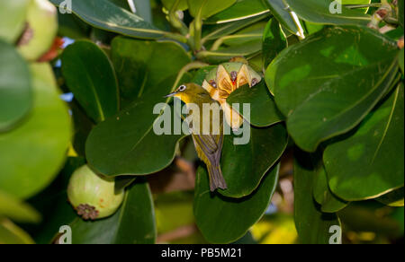 Maui, Hawaii. Japanese white-eye, Zosterops japonicus eating fruit from a tree. Stock Photo