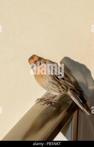 Maui, Hawaii. Male House Finch, Carpodacus mexicanus.  The orange color in this house finch is caused by  pigments known as carotenoids in the foods t Stock Photo