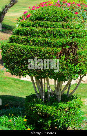 Well-groomed bush of a beautifully cropped evergreen bush box-tree on a background of bright green short grass and a blurred background Stock Photo