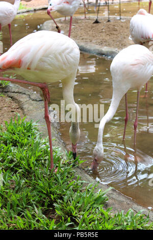 Pink flamingos in the water in Brazil South America Stock Photo