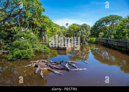 Alligaors in the Native swamp & bird rookery in St. Augustine Alligator Farm Zoological Park in St Augustine Florida Stock Photo