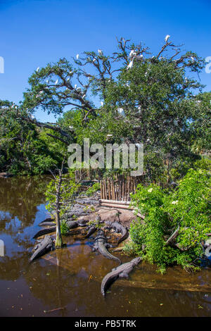 Alligaors in the Native swamp & bird rookery in St. Augustine Alligator Farm Zoological Park in St Augustine Florida Stock Photo