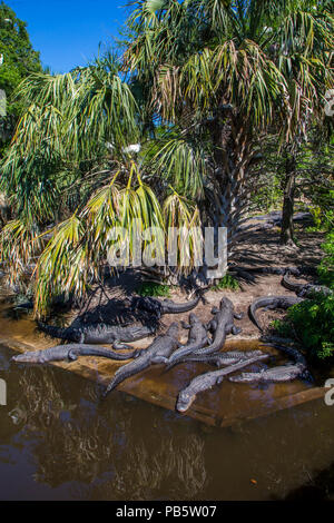 Alligaors in the Native swamp & bird rookery in St. Augustine Alligator Farm Zoological Park in St Augustine Florida Stock Photo