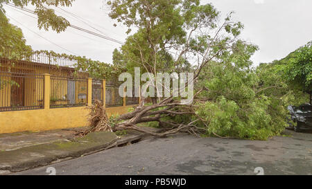 Tree fall on road after stormy weather hurricane Stock Photo