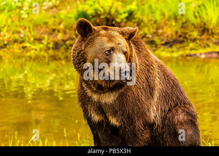 Grizzly Bear sitting near Pond Looking