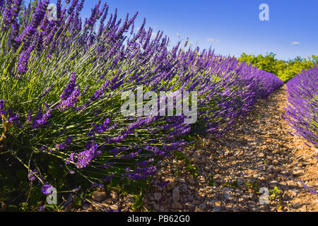 lavender bushes and row on the field near Sault, Provence, France, flat close up on the ground with soil and shadows, department Vaucluse Stock Photo