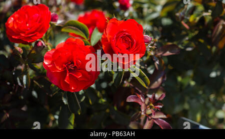 Three bright colored red roses in bloom in the garden Stock Photo