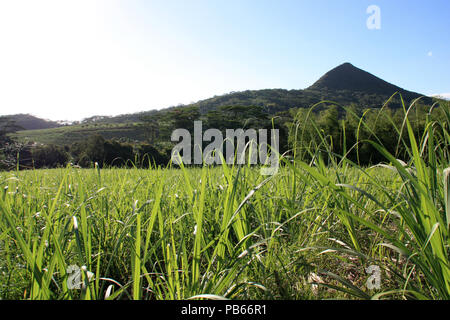 Young sugar cane plants on a field near the Black River Gorges National Park in Mauritius Stock Photo