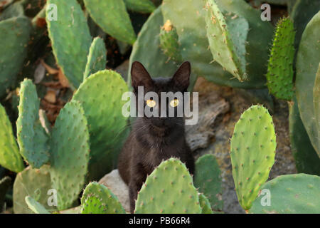 a black cat sitting between a cactus Stock Photo